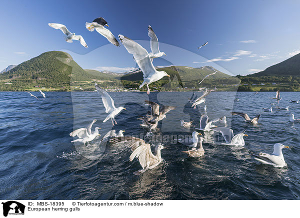 Silbermwen / European herring gulls / MBS-18395