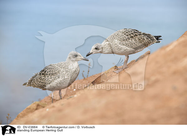standing European Herring Gull / DV-03664