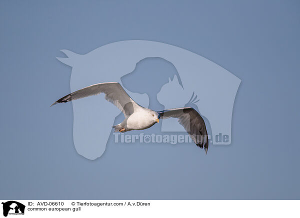 Silbermwe / common european gull / AVD-06610