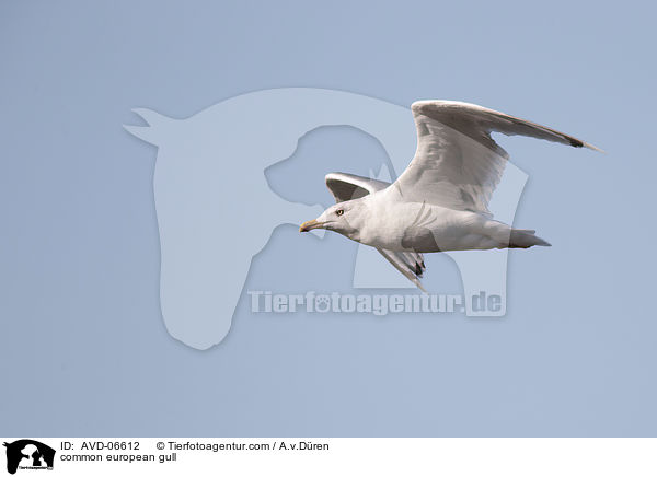 Silbermwe / common european gull / AVD-06612