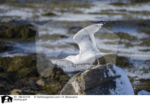 herring gull / HB-02124