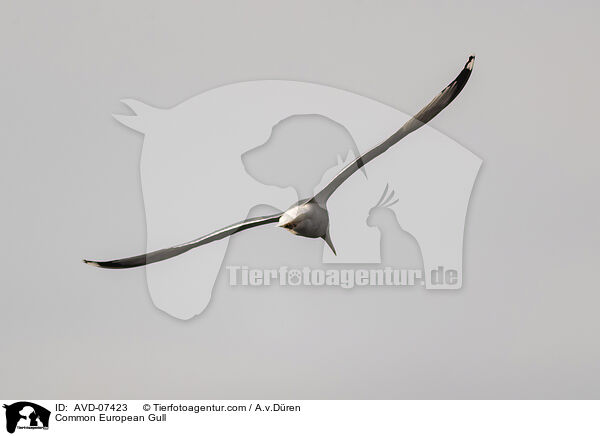 Common European Gull / AVD-07423