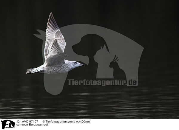 common European gull / AVD-07457