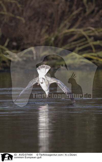 common European gull / AVD-07464
