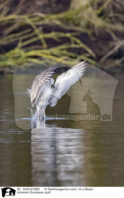 common European gull / AVD-07466