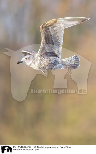 common European gull / AVD-07468