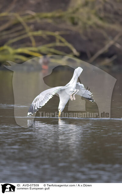 common European gull / AVD-07509