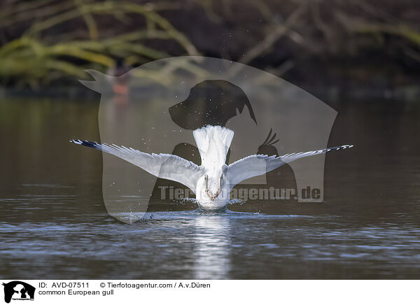 common European gull / AVD-07511