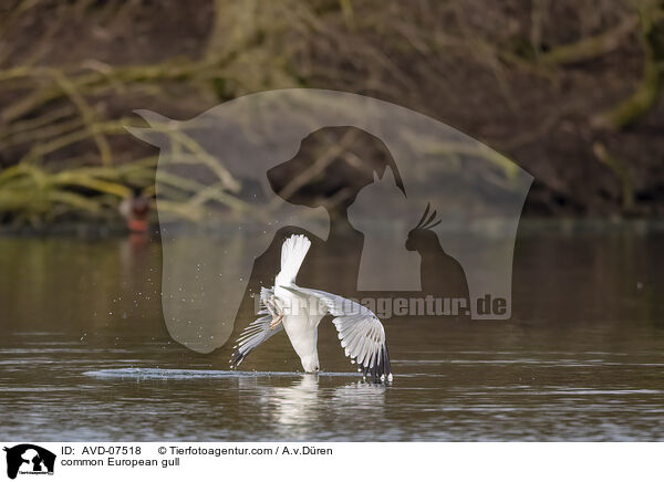Silbermwe / common European gull / AVD-07518