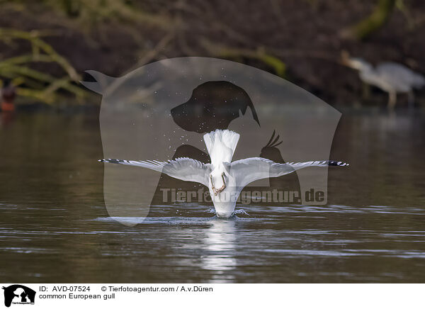 common European gull / AVD-07524