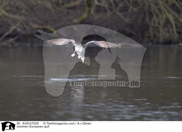 common European gull / AVD-07525