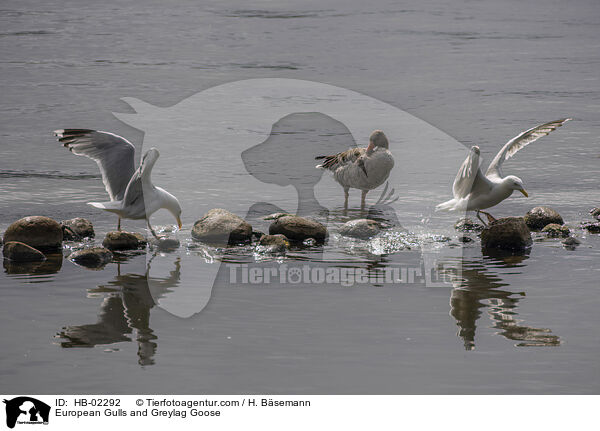 European Gulls and Greylag Goose / HB-02292