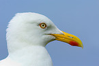 American Herring Gull