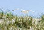European herring gull