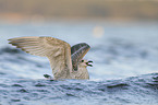 European herring gull