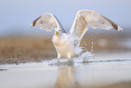 European herring gull