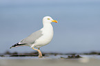European herring gull