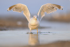 European herring gull