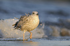 European herring gull