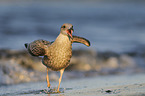 Common European Gull