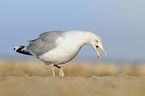 Common European Gull