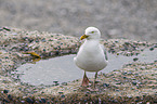 Common Gull