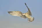 common european gull