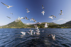European herring gulls