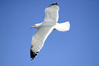 flying European Herring Gull