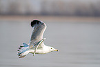 European herring gull