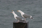 herring gulls
