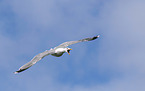 herring gull