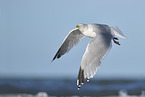 Common gull