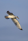 herring gull