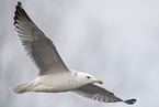 herring gull