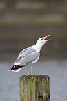 herring gull