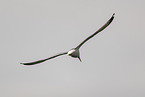 Common European Gull