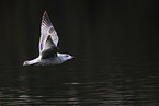 common European gull