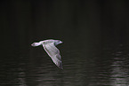 common European gull