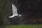 common European gull
