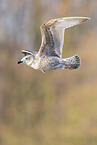 common European gull