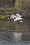 common European gull
