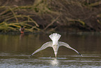 common European gull