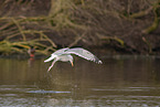 common European gull