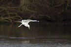 common European gull