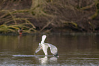 common European gull