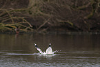 common European gull