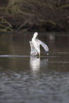 common European gull