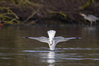 common European gull