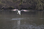 common European gull